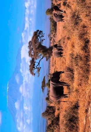 Savanne im Tsavo Ost Nationalpark
